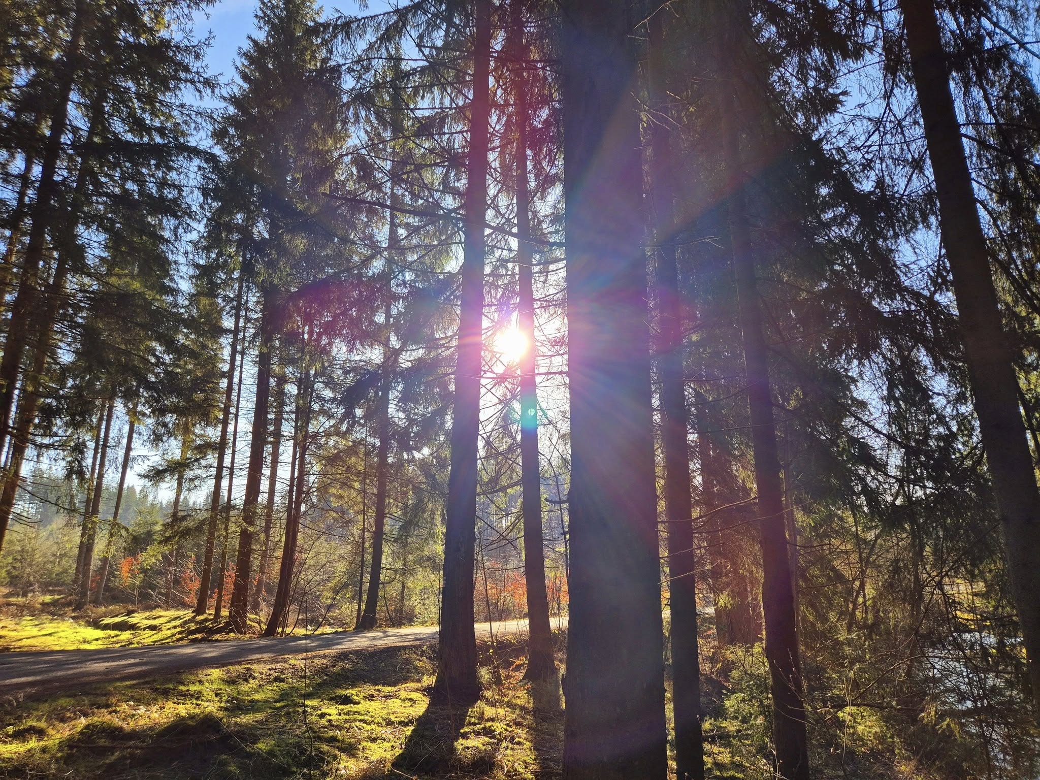 SPAcowka - forest SPAcowka - forest